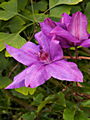 Clematis Xerxes IMG_6856 Powojnik